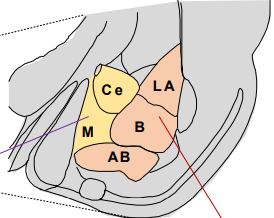 <p>striatal amygdala: inhibitory projection neurons, central (Ce) &amp; medial (M) nuclei</p><p>cortical amygdala complex: excitatory projection neurons, lateral (LA), basal (B), accessory basal (AB) nuclei</p>