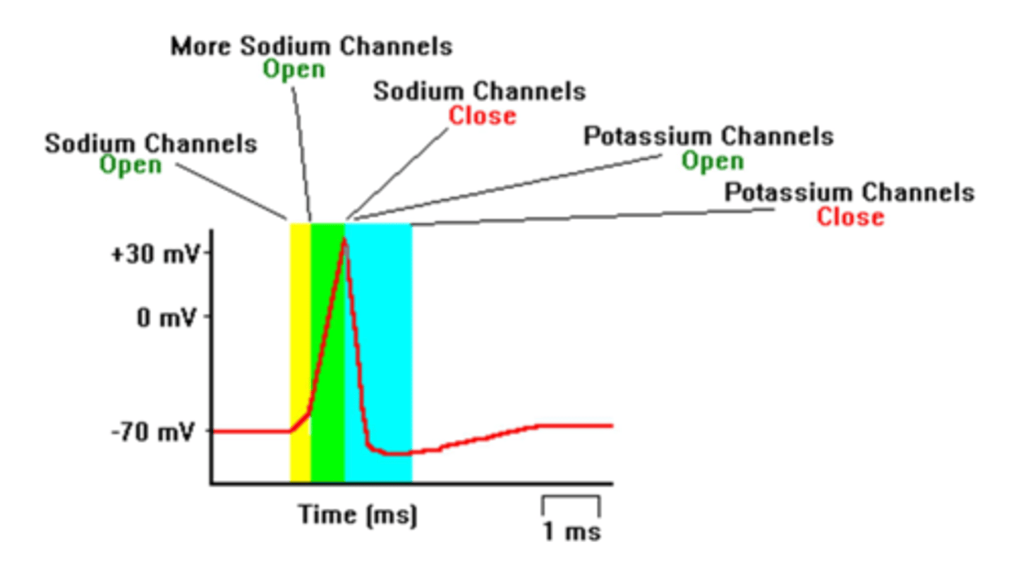 <p>sodium is trapped inside there!</p><p>helps to recharge action potential.</p><p>open = EXITING.</p><p>more sodium concentrated on the inside, more potassium concentrated on the outside.</p><p>normally positive on the inside, now negative.</p><p>exam question ex.: "what would happen if i opened up a sodium channel at this point in the membrane potential?"</p>