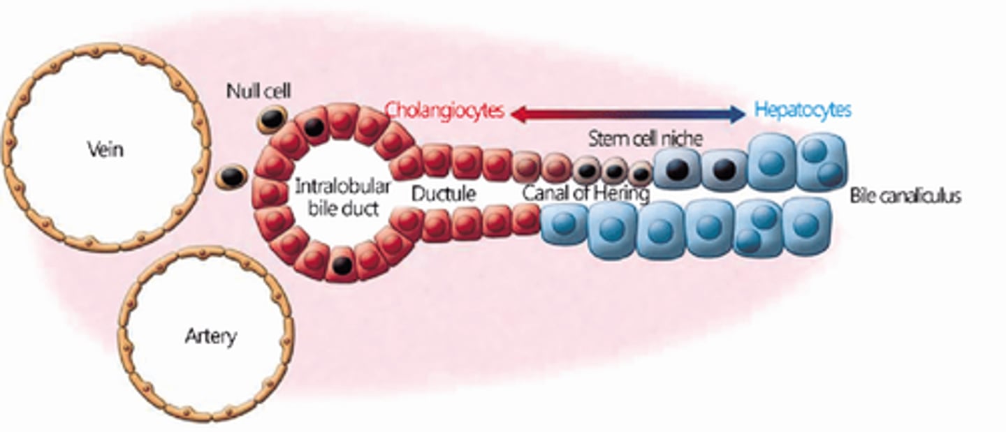<p>Bile canaliculi receive the liver's exocrine secretion (bile) and carry it to the canals of Hering (bile ductules) at the very periphery of classic liver lobules.</p><p>Bile canaliculi are channels within the liver for bile flow. They are limited only by the plasma membranes of two adjacent hepatocytes (produce bile), which extend a small number of microvilli into their interiors to increase surface area for secretion and absorption.</p>