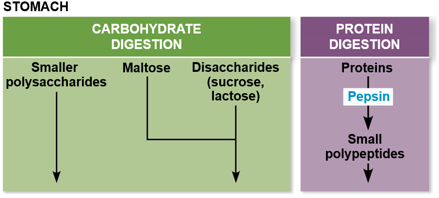Uses chemical digestion with enzymes that are proteins that are secreted as pepsinogen.