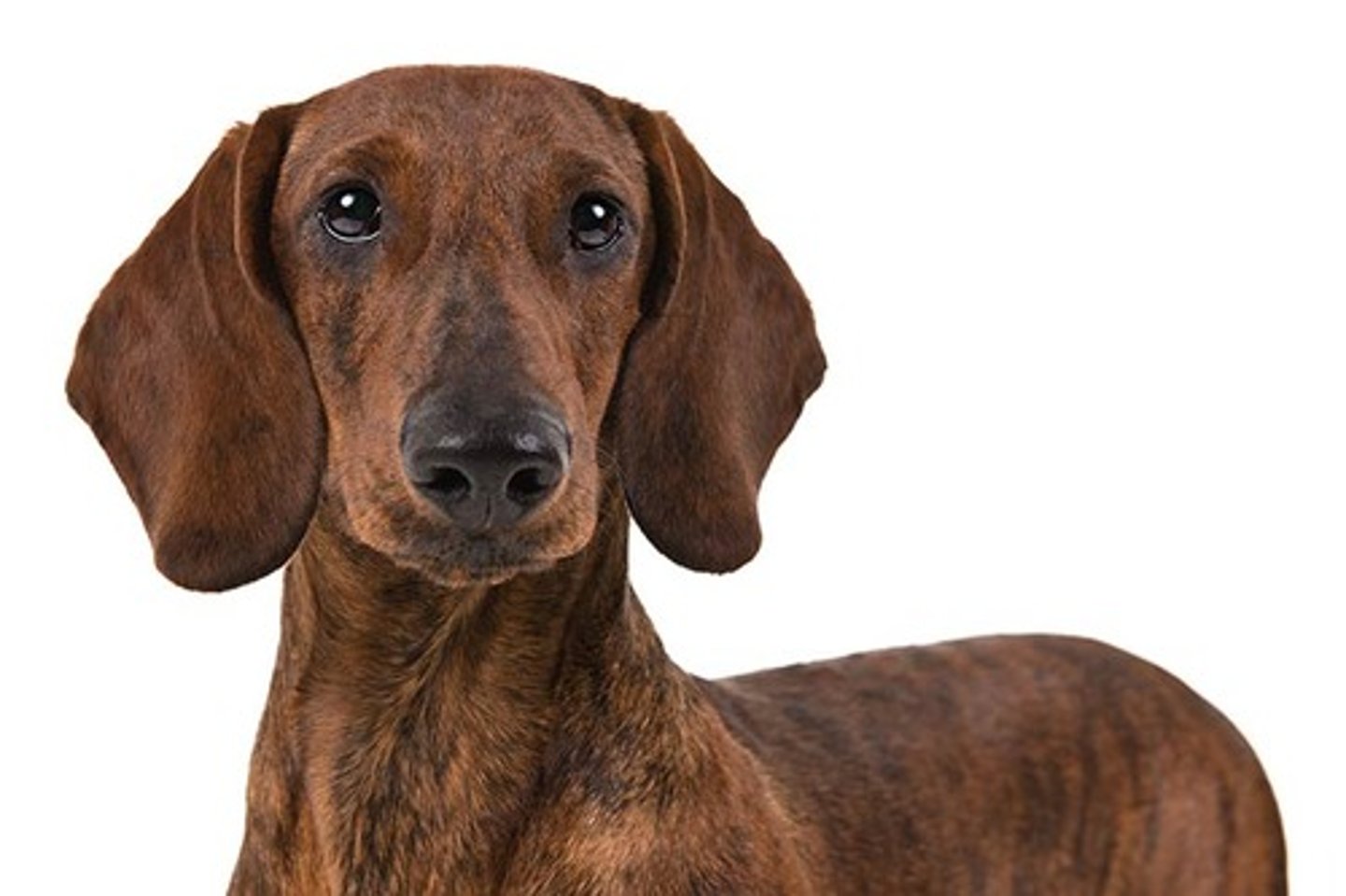 <p>Friendly, Curious, Spunky</p><p>AKC Breed Popularity: Ranks 13 of 194</p><p>Height: 8-9 inches (standard), 5-6 inches (miniature)</p><p>Weight: 16-32 pounds (standard), 11 pounds &amp; under (miniature)</p><p>Life Expectancy: 12-16 years</p><p>Group: Hound Group</p><p>can have long, wired, or short hair.</p>
