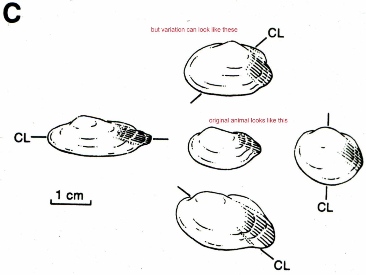 <p>Taphonomic distortion </p>