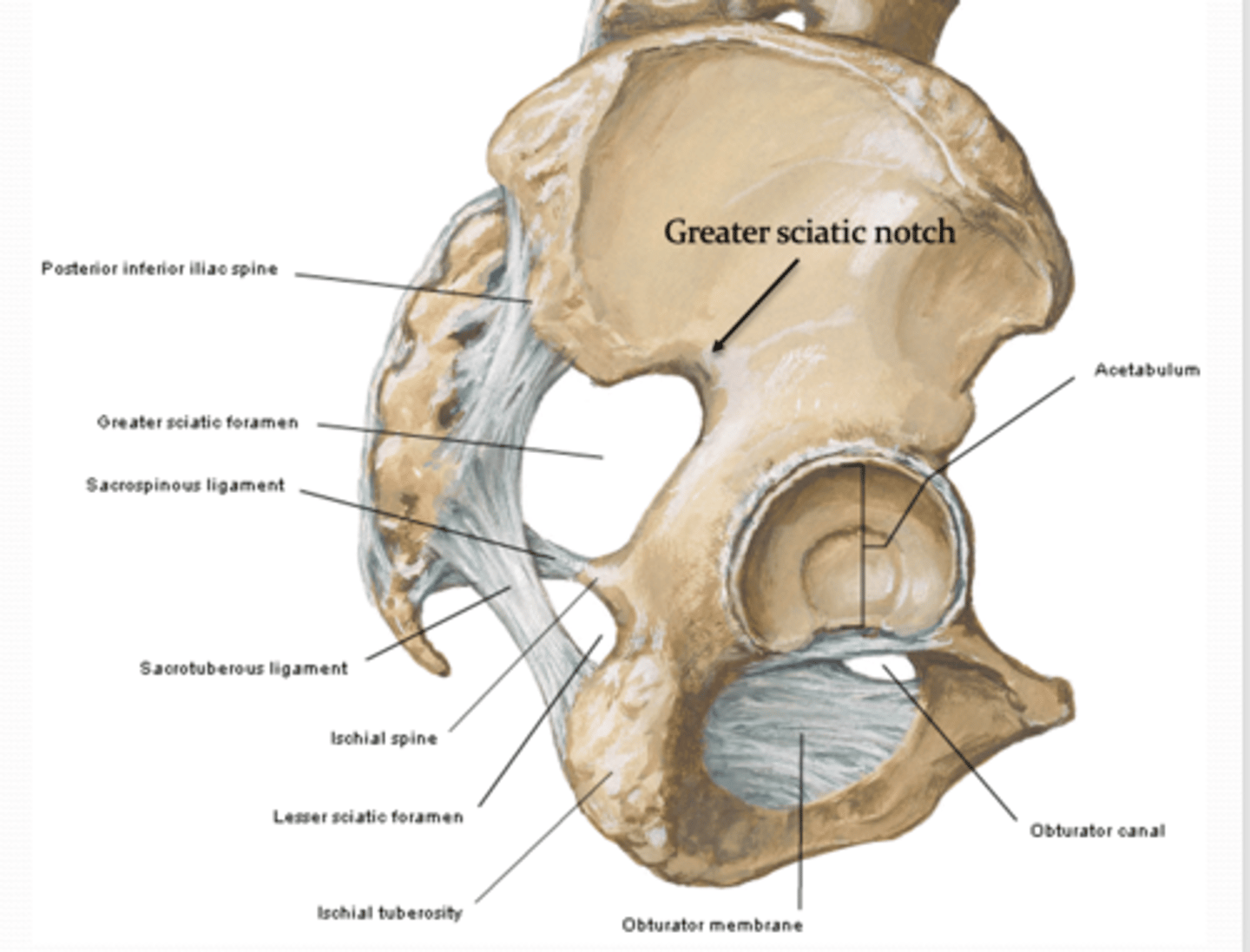<p>What two structures make up the Lesser sciatic foramen? </p>