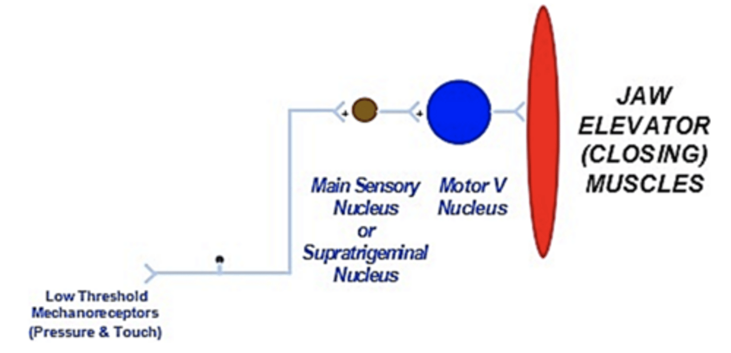 <p>low-threshold mechanoreceptor reflex:</p>