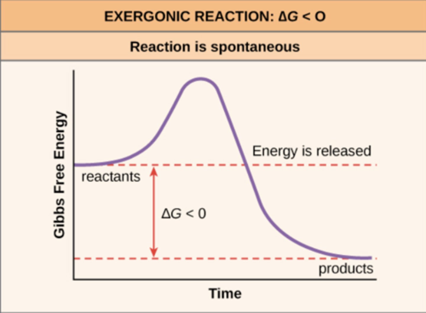 <p>exergonic</p>