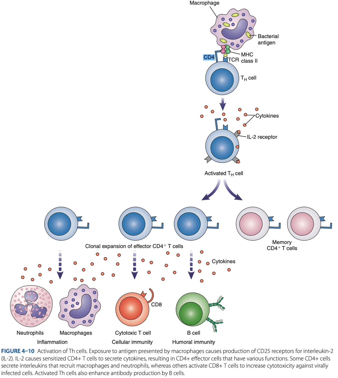 <p>T Cells </p>