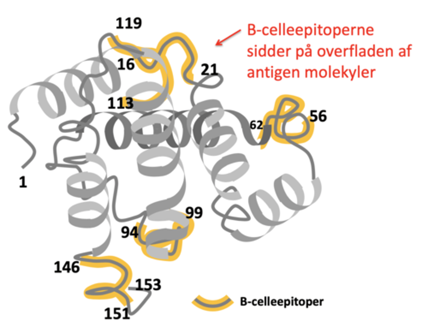<p>Genkender antistoffer der sidder på overfladen af mikroorganismer.</p><p>Binder direkte til antistoffet.</p><p>Sidder på overfladen af antigen molekyler.</p>