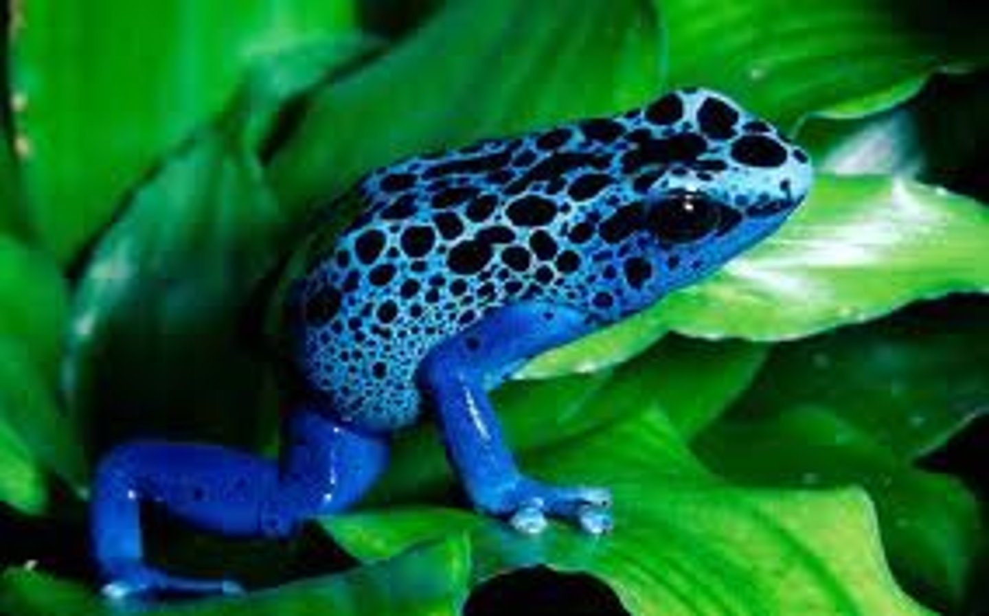 <p>Poison dart frogs</p>