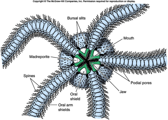 <p>Spines, central disk, segments (composed of calcareous ossicles)</p><p></p><p>bursal slits, genital plate, arm shields, mouth</p>