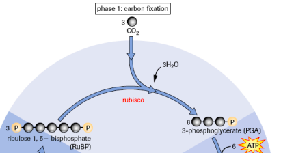 <p>Enzyme Rubisco catalyzes carboxylation of 3 CO2 to 3 RuBP to form<strong><span style="color: blue"> 6 PGA</span></strong></p>