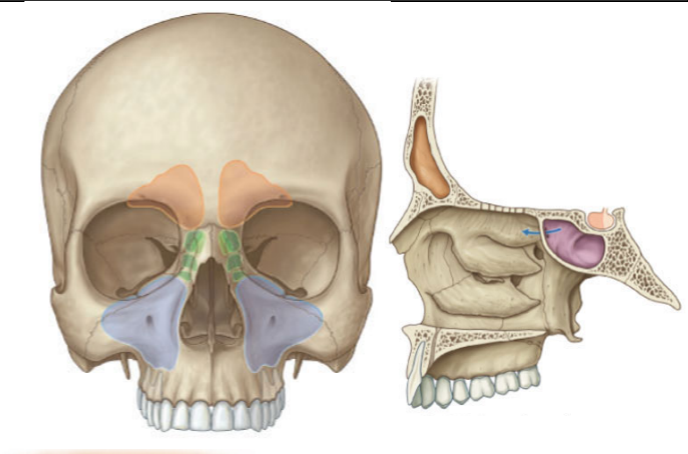 <p>what cavity is orange</p>