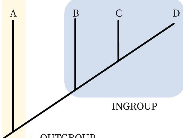 <p>the group outside the group of interest, or the least related to all the other species</p><p>from the root of a phylogeny</p><p>e.g. group A in the picture</p>