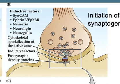 <p>Figure 23.10 Molecular mechanisms involved in synapse formation- Synapatogenesis</p><p>Figure B</p>