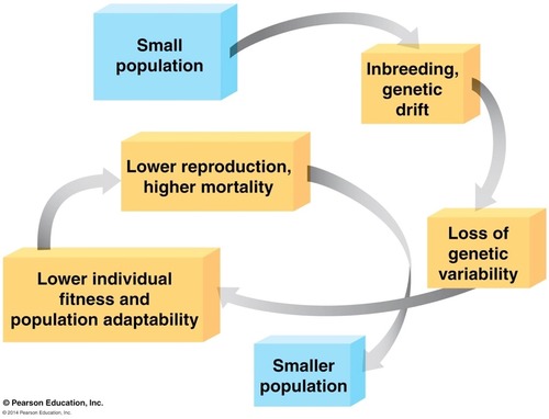 <p>small pop vunerable to interbreed inter breeding and gentic drift, loss of genetic variaation that enables evolutionary response and leads to smaller and smaller popualtions until none are left</p>