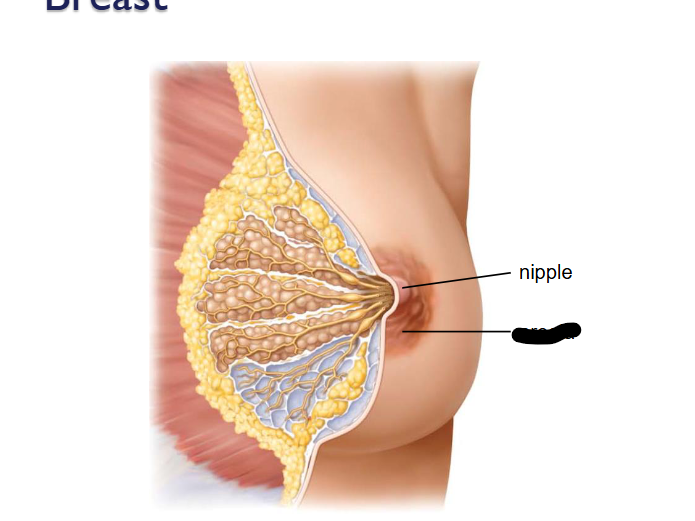 <p>(Female Reprod Structures) What is this within the Breasts</p>