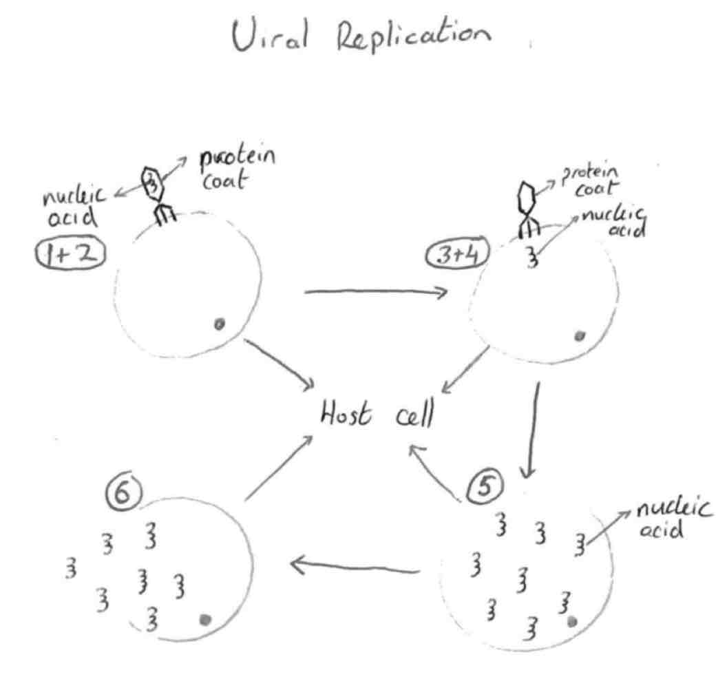 <ol><li><p>virus attaches itself to the surface of the host cell</p></li><li><p>virus pierces a hole in the membrane of the host cell</p></li><li><p>DNA or RNA enters host cell</p></li><li><p>Protein coat remains outside</p></li><li><p>DNA/RNA replicates inside the host cell using host cell machinery. Synthesis of a new protein coat also occurs</p></li><li><p>Host cell bursts and releases the replicated virus and the process repeats</p></li></ol>