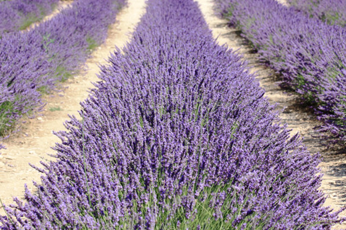 <p>Si on veut faire une promenade dans les champs de lavande, on doit visiter quelle région?</p>