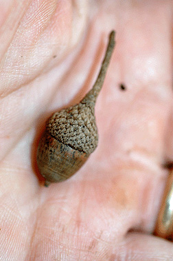 <p>Scientific Name</p>