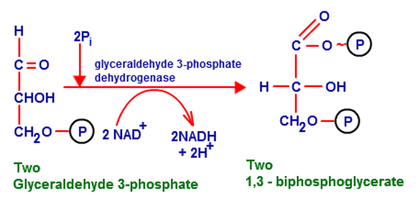 <p>oxidizes G3P, turning it to 1,3-bisphotoglycerate and allowing NAD+ to join with a p+ by reducing it w/ 2 e- (happens 2x)</p>