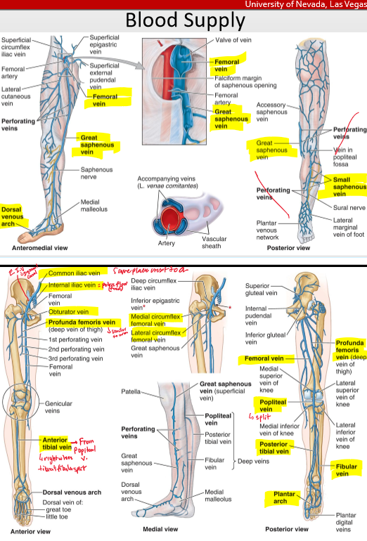 <p>Dorsal Venous Network- anterior tibial vein- popliteal v.- femoral v.</p><p>dorsal venous network- great saphenous- femoral v- (profunda femoris)- ext iliac v- common iliac ( which branches off the interal iliac- obtruator v.</p>