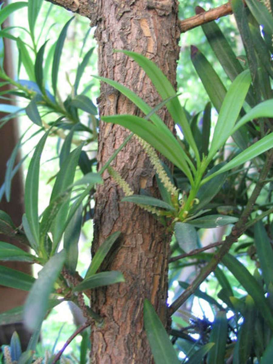 <p>Yew Pine</p>