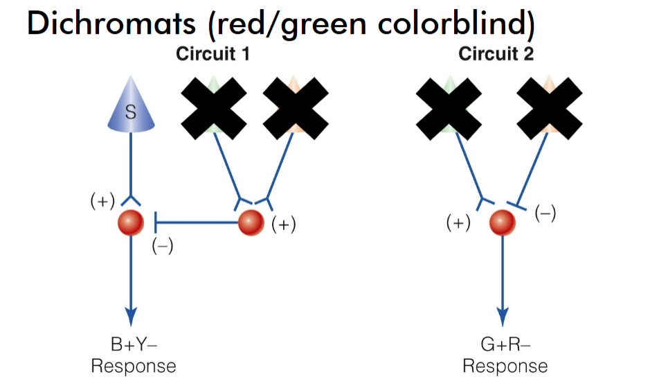 <p>can’t tell the difference between red and green, medium wavelength cone circuit cut&nbsp;</p>
