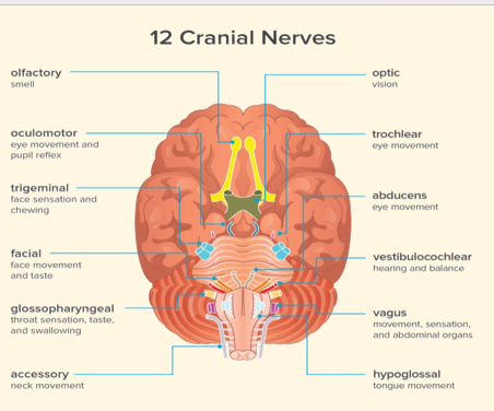 <p><strong>O</strong>ld<br><strong>O</strong>wls<br><strong>O</strong>ften<br><strong>T</strong>ake<br><strong>T</strong>iny<br><strong>A</strong>corns<br><strong>F</strong>or<br><strong>V</strong>ery<br><strong>G</strong>rumpy<br><strong>V</strong>illage<br><strong>A</strong>ngry<br><strong>H</strong>edgehogs</p>