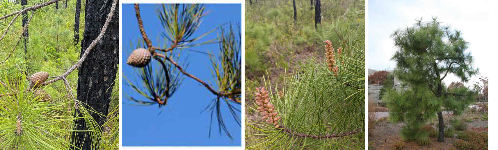 <p>3 needles per bundle</p><p>Dark meristem</p><p>No fire adaptations, low lying branches, indistinct life stages, often found near water, often grow crooked, needles can grow directly from trunk</p><p></p>