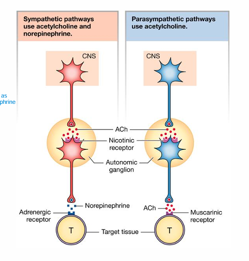<ul><li><p>• Preganglionic onto Postganglionic</p><ul><li><p>• Same for SNS &amp; PNS • ACh onto a nicotinic receptor</p></li></ul></li><li><p>Postganglionic onto Target</p><ul><li><p><strong>• SNS • Norepinephrine onto Adrenergic Receptor • α and β Adrenergic Receptors</strong></p></li><li><p><strong>• PNS • ACh onto Muscarinic </strong>receptor</p></li></ul></li><li><p><strong>Sympathetic pathways use acetylcholine and norepinephrine, parasympathetic pathways use acetylcholine only </strong></p></li></ul><p></p>