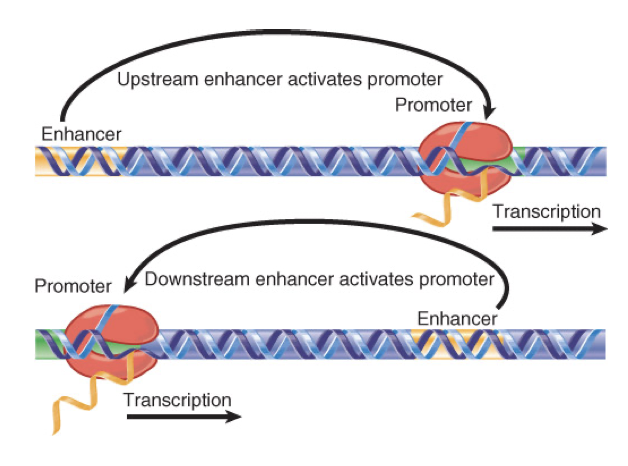 <ul><li><p>can activate a promoter from upstream or downstream of promoter region of gene (from very far away)</p></li><li><p>its sequence can be inverted relative to the promoter</p></li><li><p>only work in cis</p><ul><li><p>regulate gene expression of specific gene on same chromosome where they are located, cannot influence genes on other chromosomes</p></li></ul></li></ul>