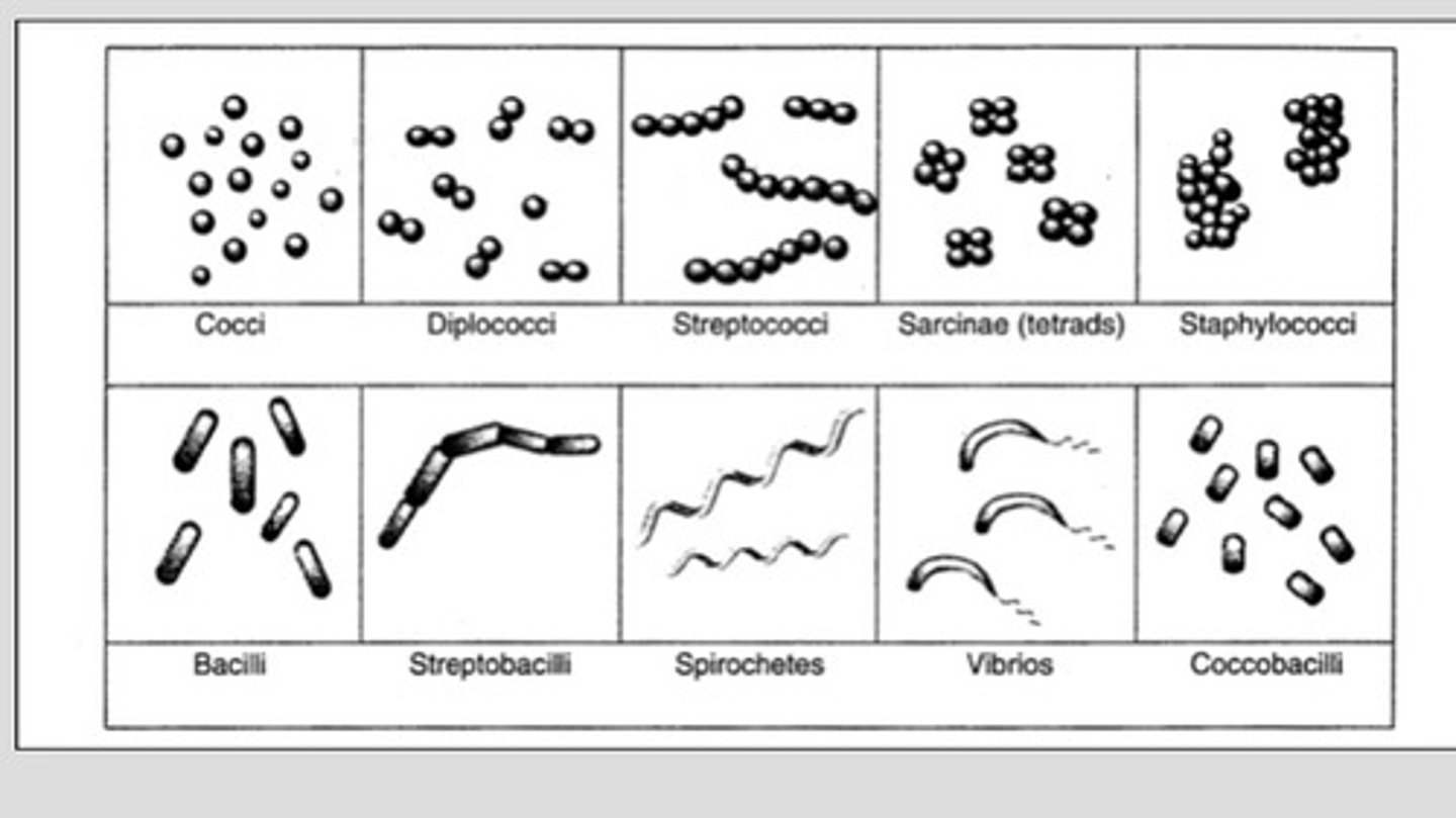 <p>Single: most bacilli and some spirilla </p><p>Pairs: known as diplo-</p><p>Chains: strepto</p><p>Clusters: staphylococci(cluster of grapes)</p><p>Palisades: chinese letters form taken by some bacilli</p>