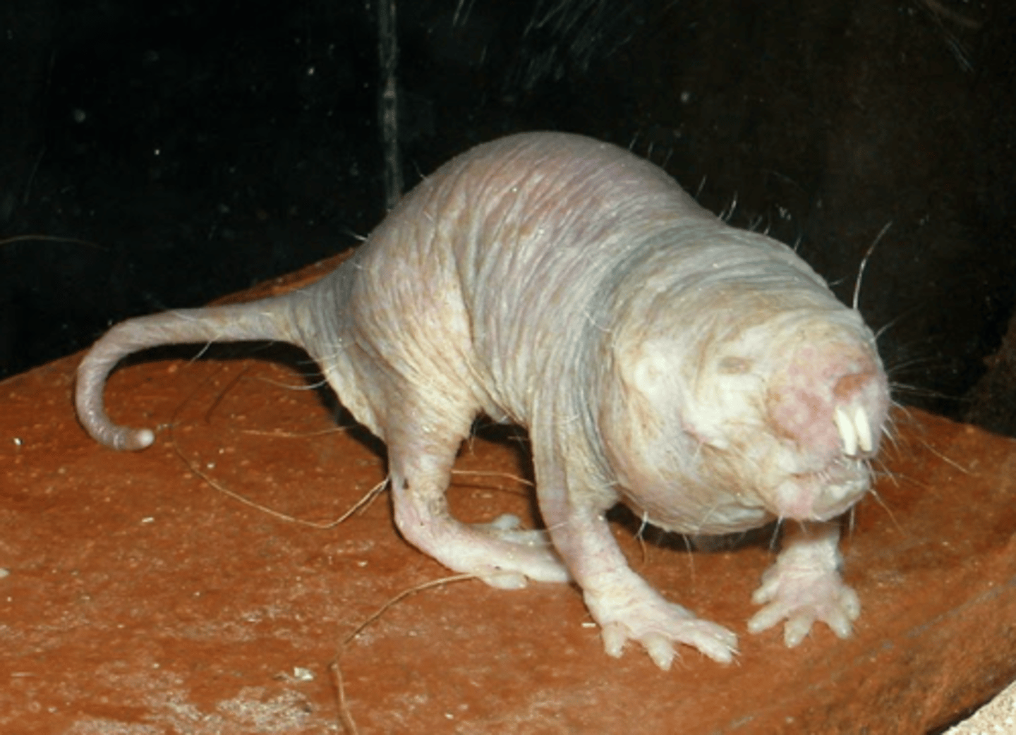 <p>To what family does the animal pictured here belong?</p><p>A. Cuniculidae</p><p>B. Erethizontidae</p><p>C. Heteromyidae</p><p>D. Bathyergidae</p>