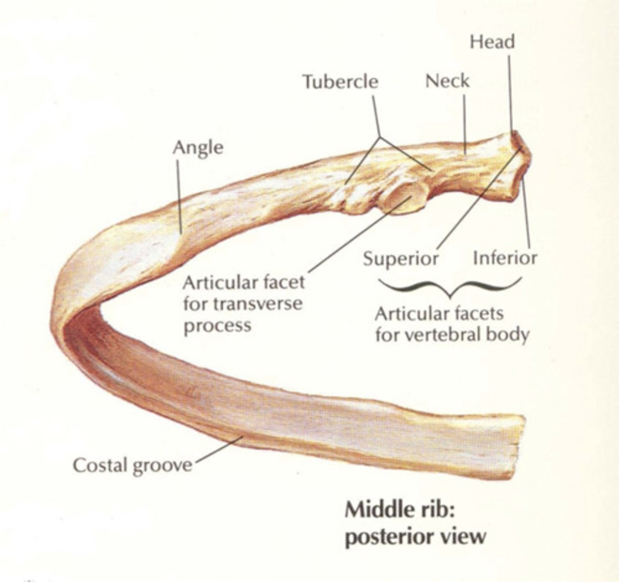 <p>articular surface at bottom of rib</p>