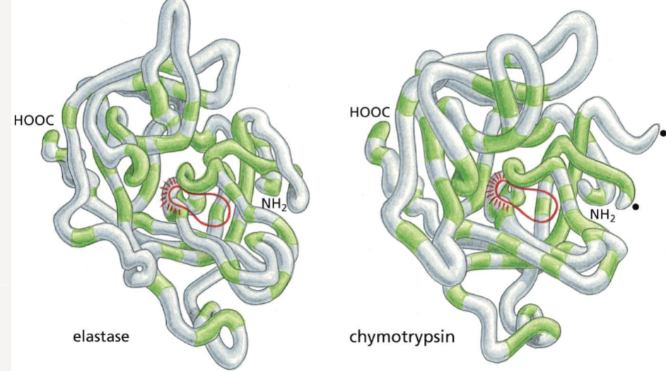 <p>similar amino acid sequences and 3D structures</p>