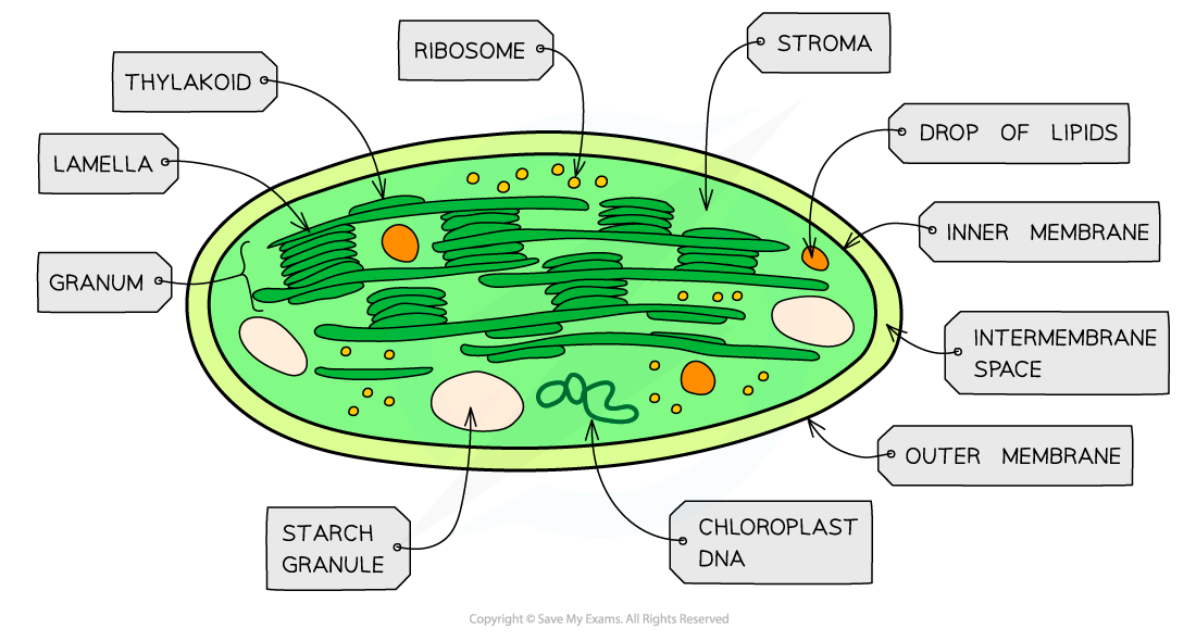 <p>What is the structure of chloroplasts?</p>