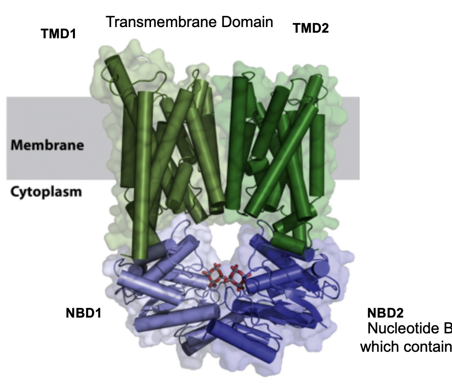 <ul><li><p><u>A</u>TP <u>b</u>inding <u>c</u>asette</p></li><li><p>48 types in humans; mostly exporters (e.g bile salts, lipids), many are linked to disease</p></li><li><p>in bacteria, 5% of the genome encodes for ABC transporters, including importers of nutrients</p></li><li><p>each transporter is specific for a class of substrates (e.g sugar, vitamins, a.a’s, proteins)</p></li><li><p>share a conserved structure: nucleotide binding domain (NBDs) for ATP binding/hydrolysis, transmembrane domains (TMDs) that form the transport pathway</p></li></ul><p></p>