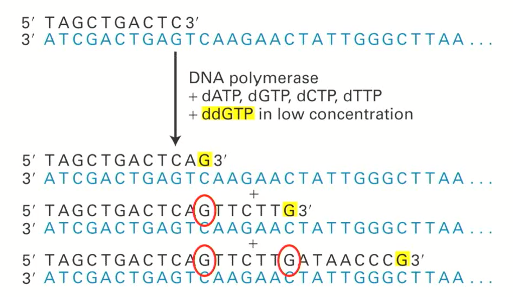 <ul><li><p>ddNTPs are present in lower concentrations because we do not want to terminate every chain (only sometimes)</p></li><li><p>Every time a G is incorporated, the sequence MIGHT halt, but it usually continues since there is a much higher concentration of dNTPs.</p></li></ul><p></p>
