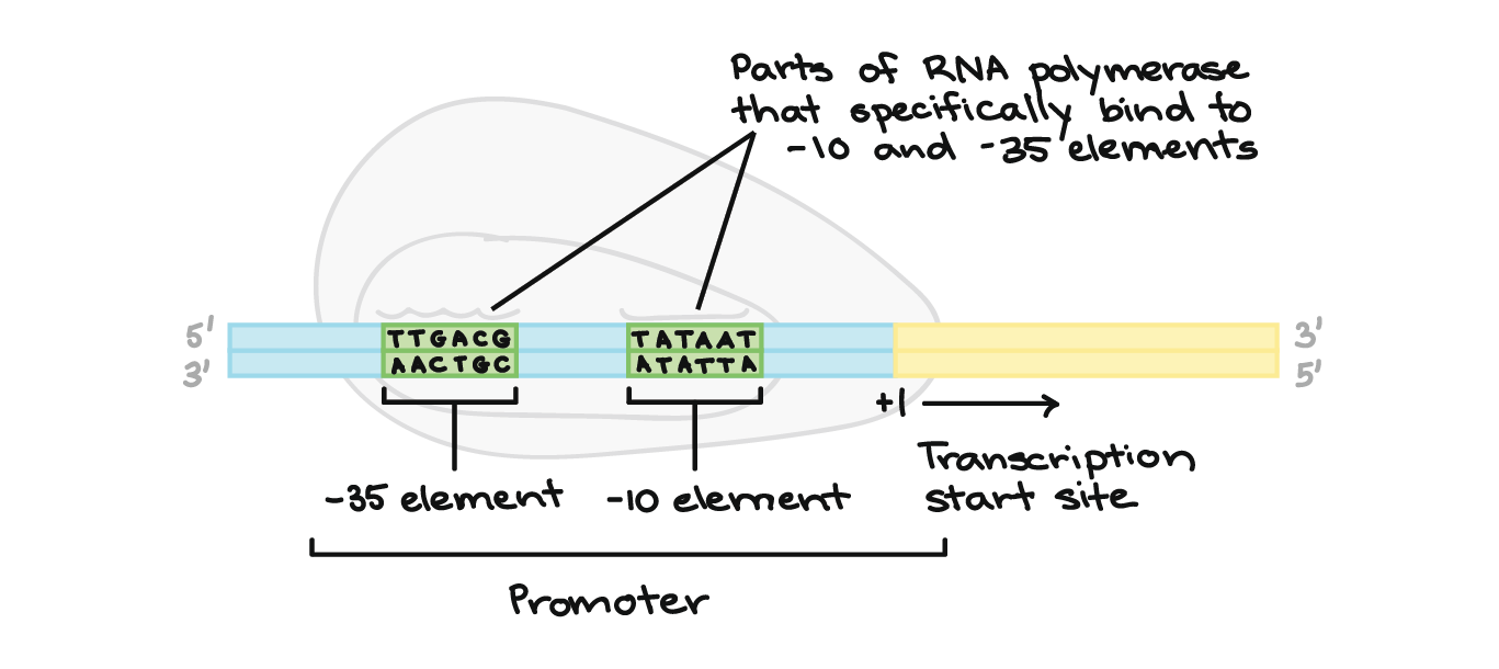<ul><li><p>you can mutate the RNA site where polymerase binds).</p></li></ul><p></p>