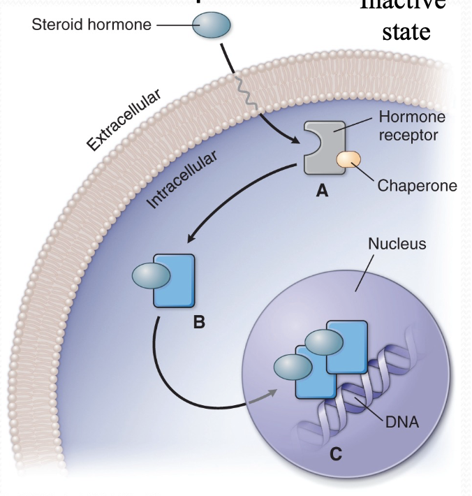 * slow (min to hours), but usually long lasting
  * lag on (slow onset of cellular effects)
  * lag off (slow offset of cellular effects)
  * eg. Glucocorticoids (dexamethasone)