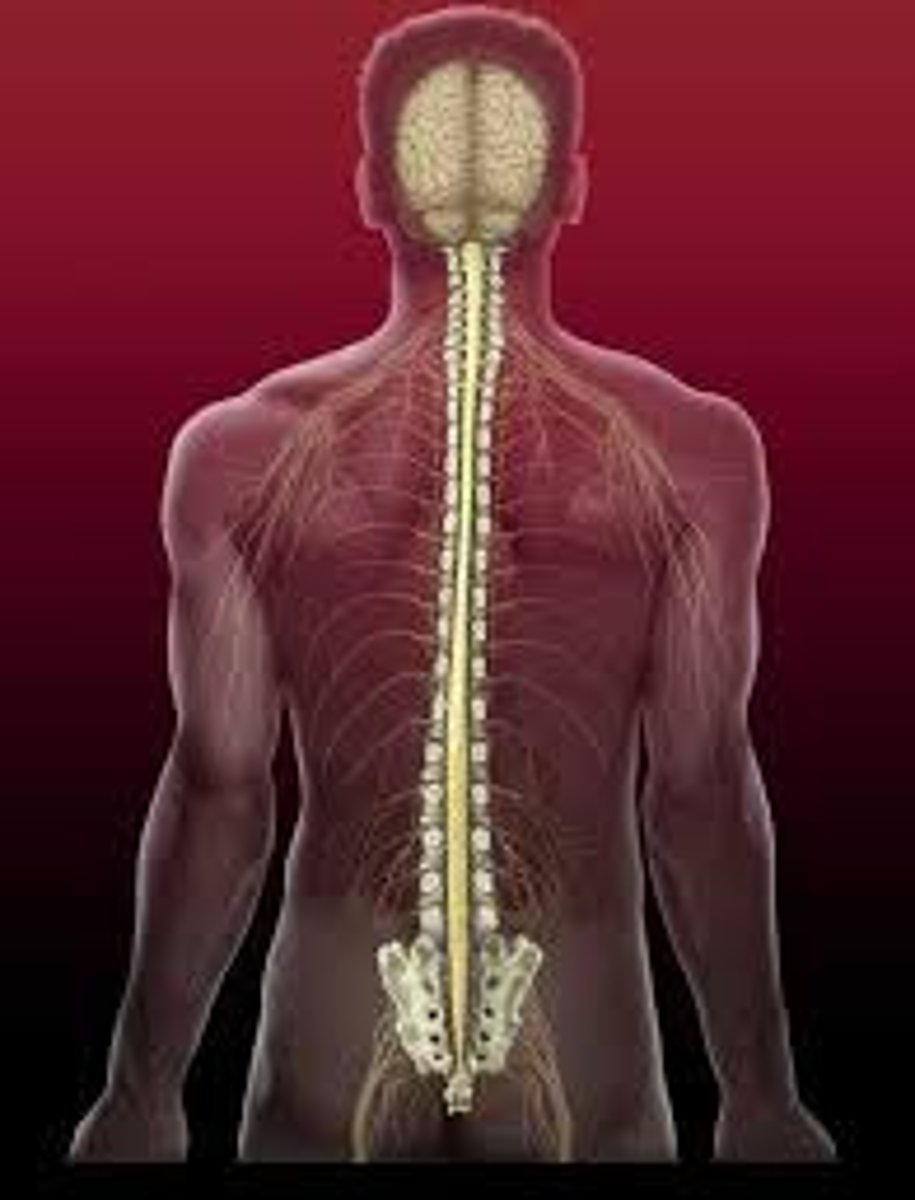 <p>attaches to the brain via brain stem. extends to lumbar vertebra. Housed in vertebral column, CSF runs through central canal.</p>