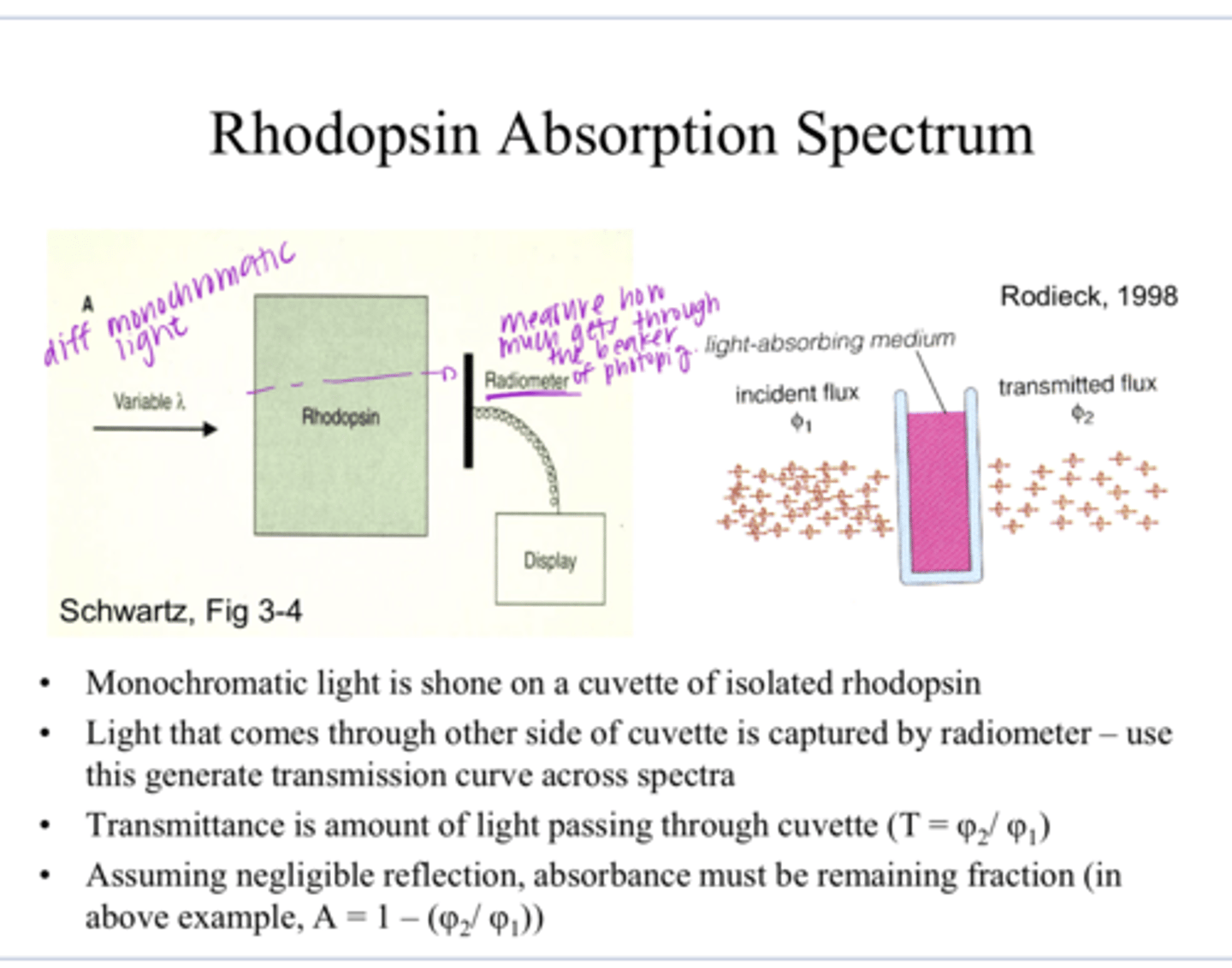 <p>How is the rhodopsin absorption spectrum measured?</p>