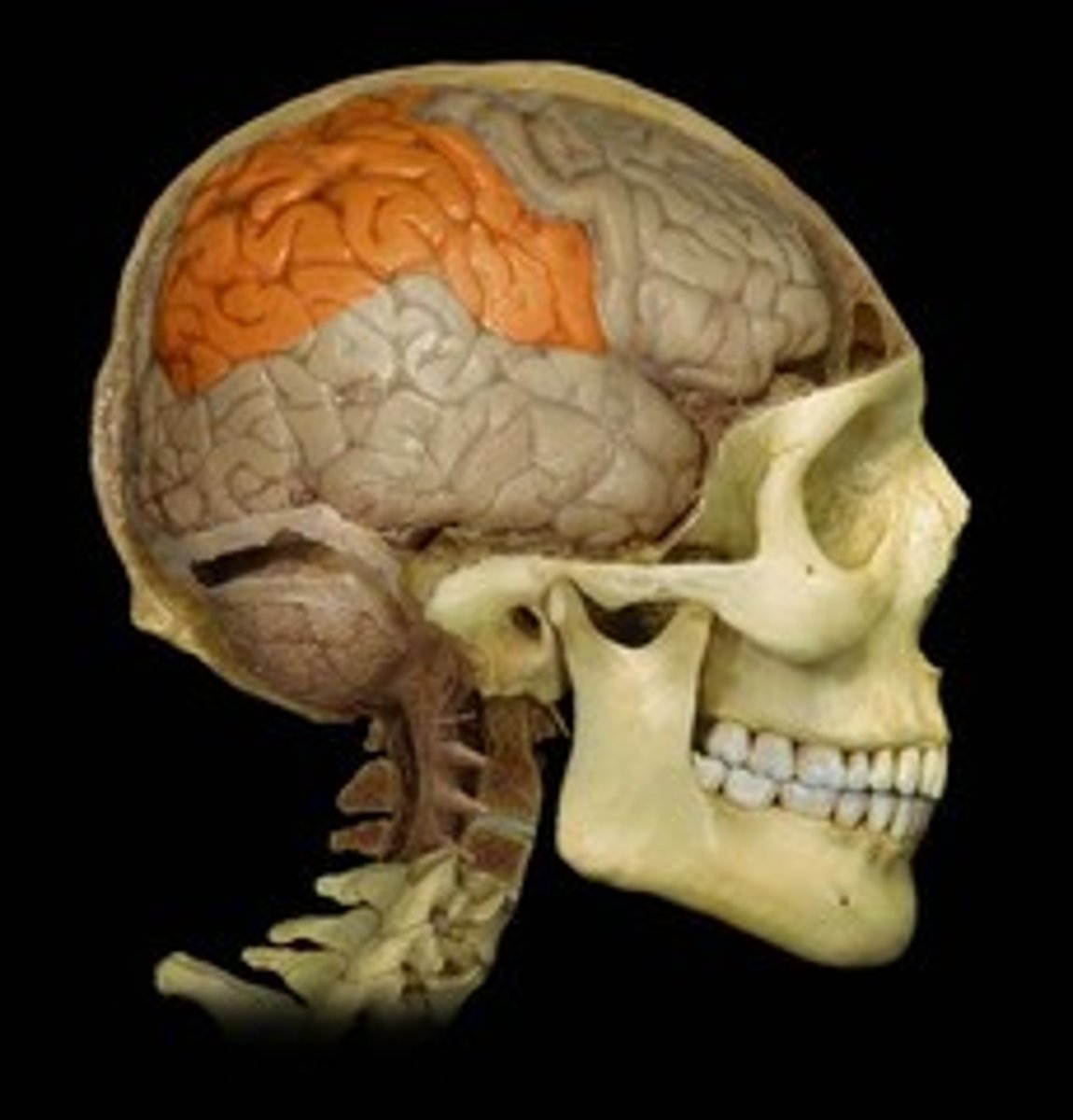 <p>A region of the cerebral cortex whose functions include processing information about touch.</p>