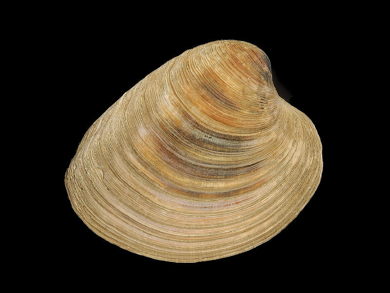 <p>Mercenaria</p>