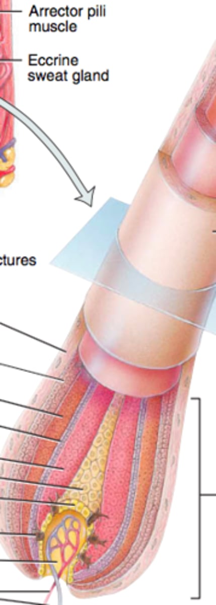 <p>section denoted by right bracket</p>