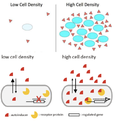 <p><span>Bacteria secrete chemical communication molecules. The molecules are autoinducers!! </span></p><ul><li><p><span>They are secreted constitutively. </span></p></li><li><p><span># cells incr, # autoinducers incr. +ve trend. </span></p></li><li><p><span>They bind to <strong>response regulators,</strong> and they affect gene expression</span></p></li></ul><p></p>