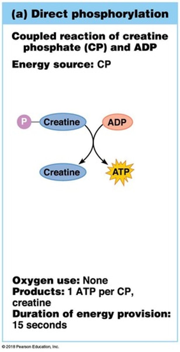 <p>High-energy molecule in muscle fibers that donates phosphate to ADP to regenerate ATP rapidly.</p>