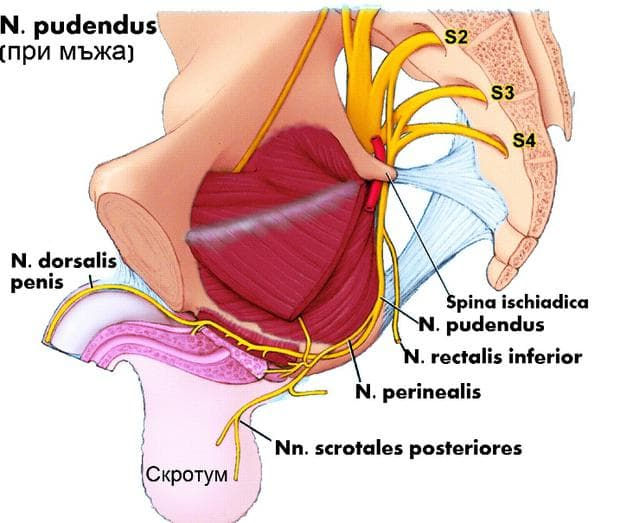 <p>Sensorik förmedlas via fria nervändar genom N. dorsalis penis och nervii perineales→ N. pudendus →thalamus → somatosensoriskt cortex. </p>