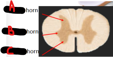 <p>A = </p><p>B = </p><p>C = </p>