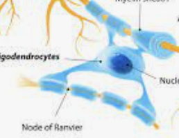 <p>Oligodendrocytes</p>