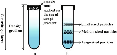 <p>Organelles separate into bands at their equilibrium density in sucrose gradient</p>